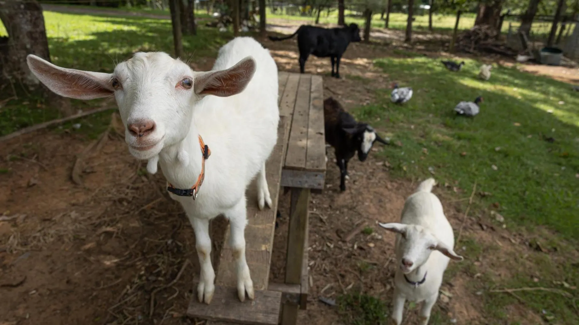 Blackwattle Farm Beerwah