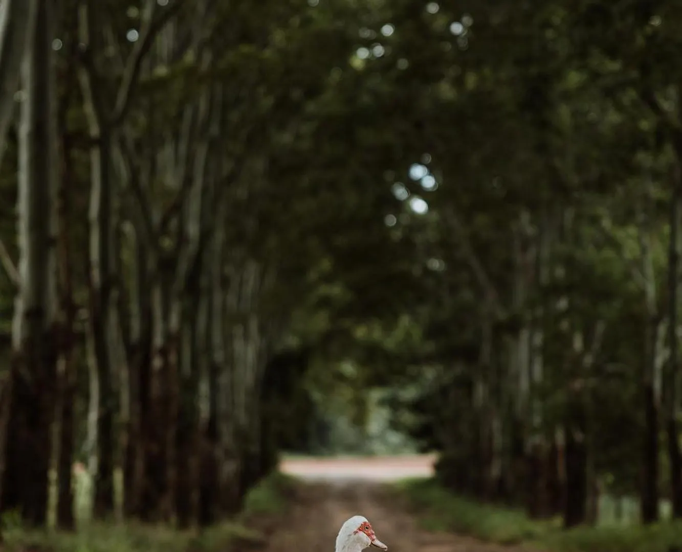 Farm stay Blackwattle Farm Beerwah
