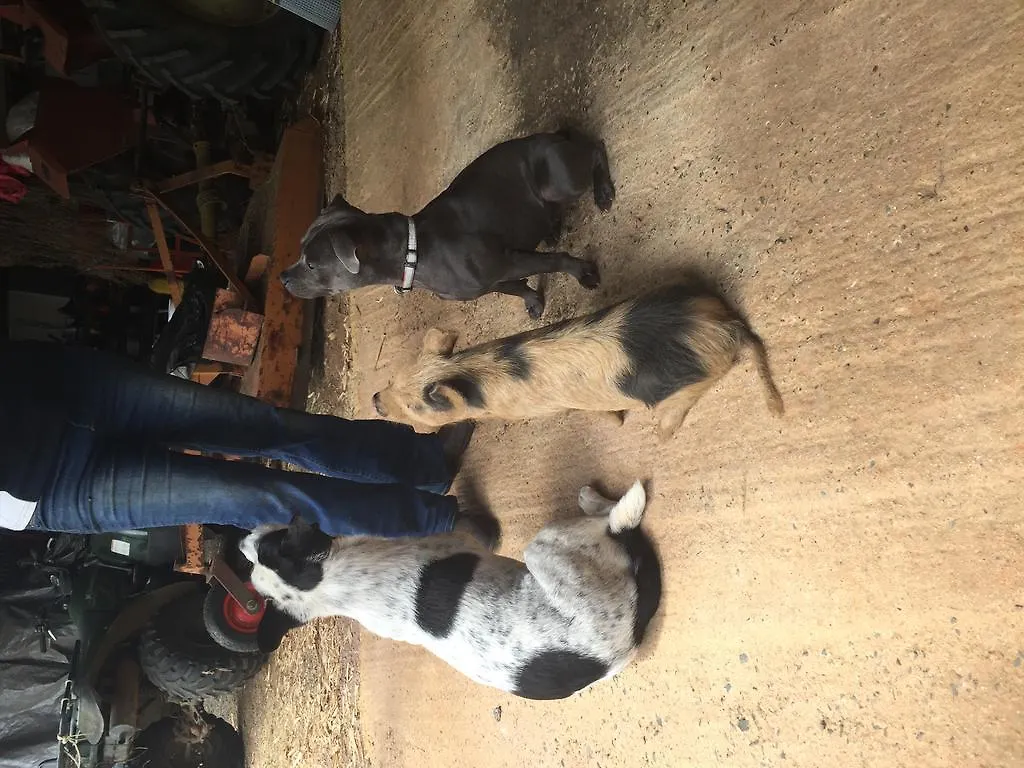 Farm stay Blackwattle Farm Beerwah