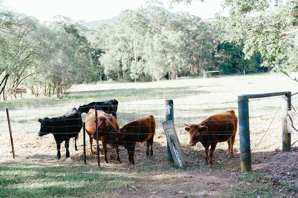 Farm stay Blackwattle Farm Beerwah